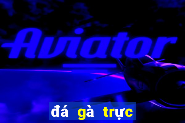 đá gà trực tiếp thomo 24 7