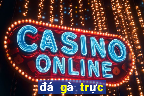 đá gà trực tiếp ở casino