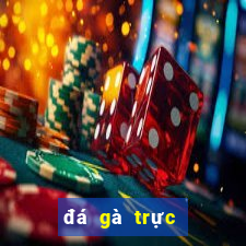 đá gà trực tiếp ở casino