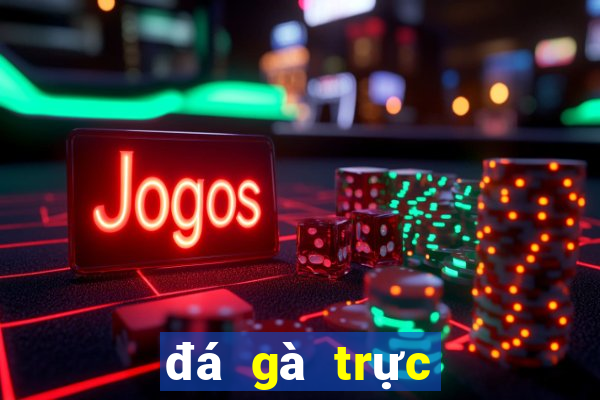 đá gà trực tiếp ở casino