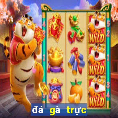 đá gà trực tiếp 4