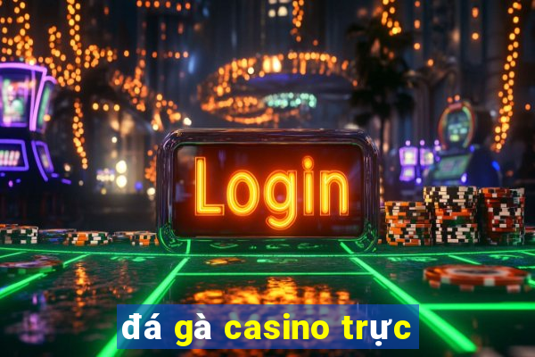 đá gà casino trực