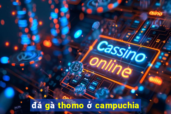 đá gà thomo ở campuchia