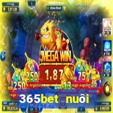 365bet nuôi dưỡng Châu Á