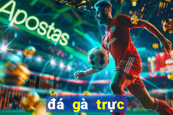 đá gà trực tiếp 8 4 2024