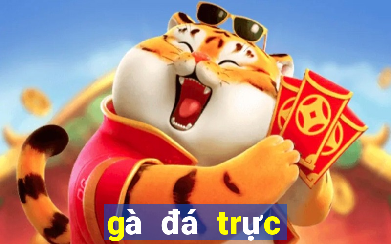 gà đá trực tiếp thomo