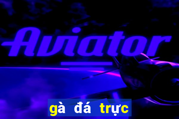 gà đá trực tiếp c1