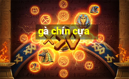 gà chín cựa