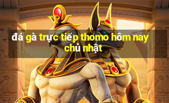 đá gà trực tiếp thomo hôm nay chủ nhật