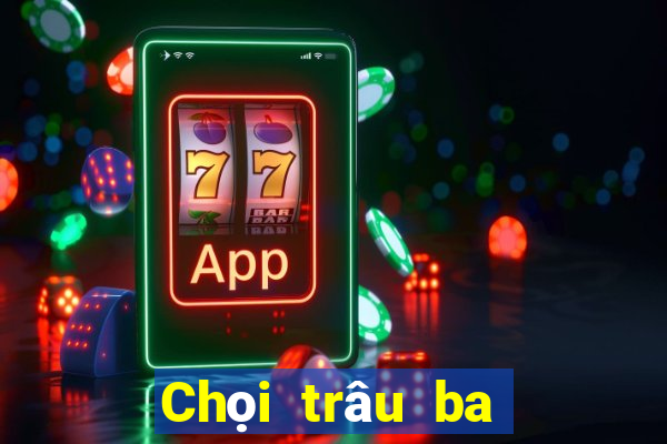 Chọi trâu ba công hoa vàng