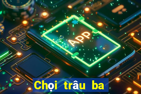 Chọi trâu ba công hoa vàng