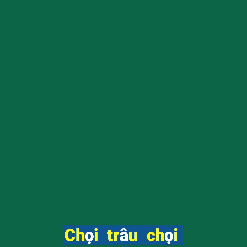 Chọi trâu chọi hoa vàng