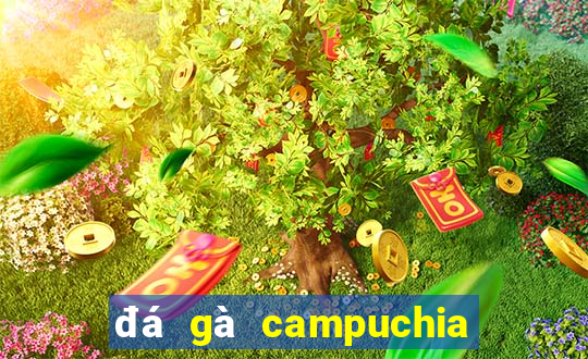 đá gà campuchia 2019 mới nhất