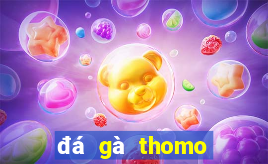 đá gà thomo trực tiếp hôm nay gà đòn