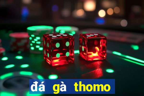 đá gà thomo hôm qua