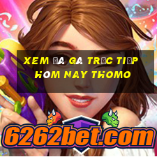 xem đá gà trực tiếp hôm nay thomo