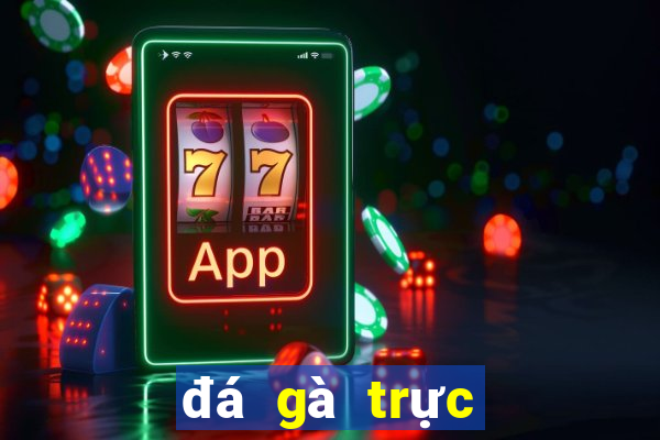 đá gà trực tiếp tịnh biên an giang