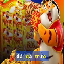 đá gà trực tuyến thomo