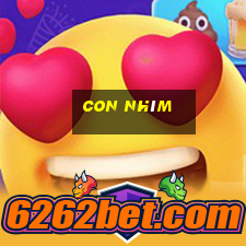 con nhím