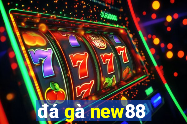 đá gà new88