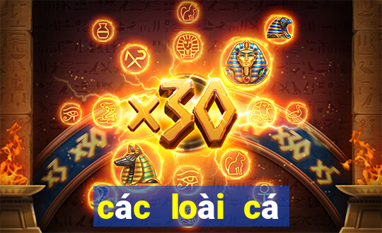 các loài cá dưới đáy đại dương