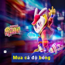 Mua cá độ bóng