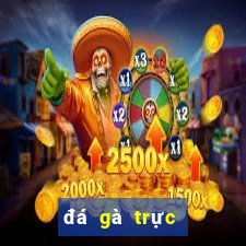 đá gà trực tiếp 1 3 2024