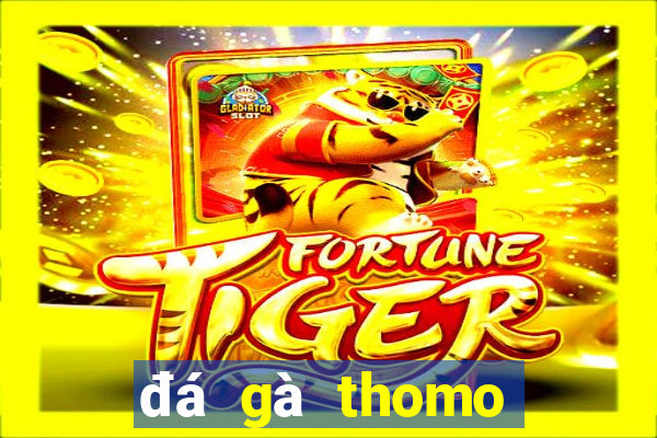 đá gà thomo trận 17 hôm nay