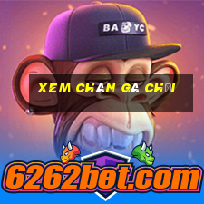 xem chân gà chọi