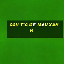 con tắc kè màu xanh