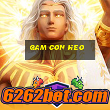 gam con heo