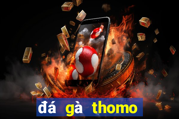 đá gà thomo trực tiếp gà tre