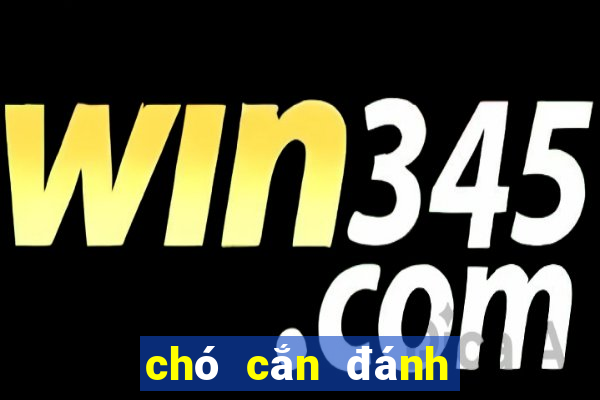 chó cắn đánh con đề gì