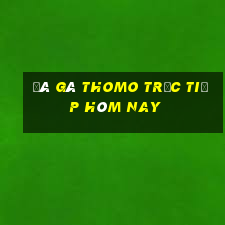 đá gà thomo trực tiếp hôm nay