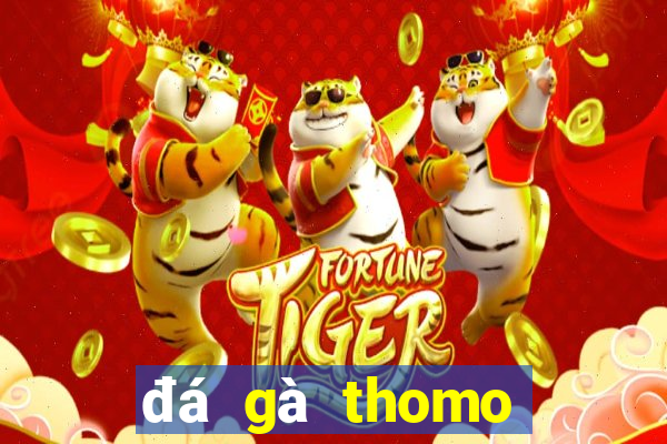 đá gà thomo hôm nay mới nhất