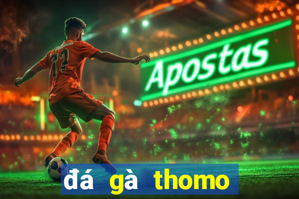 đá gà thomo tiền tỷ