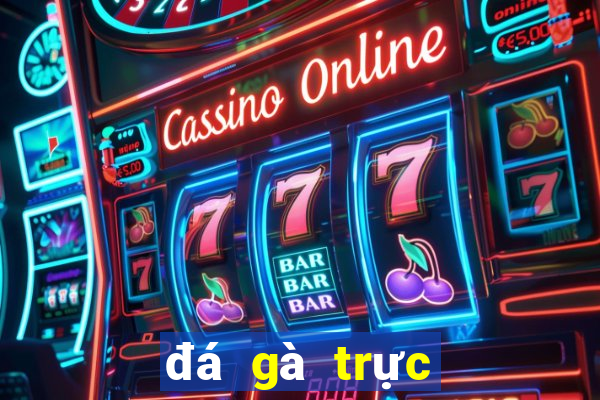 đá gà trực tiếp bên casino