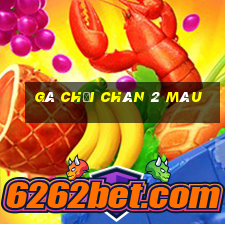 gà chọi chân 2 màu