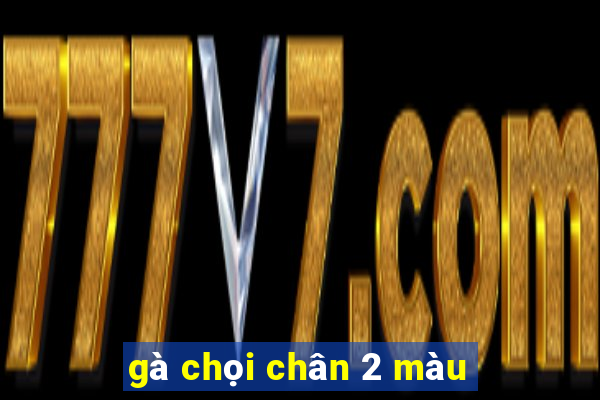 gà chọi chân 2 màu