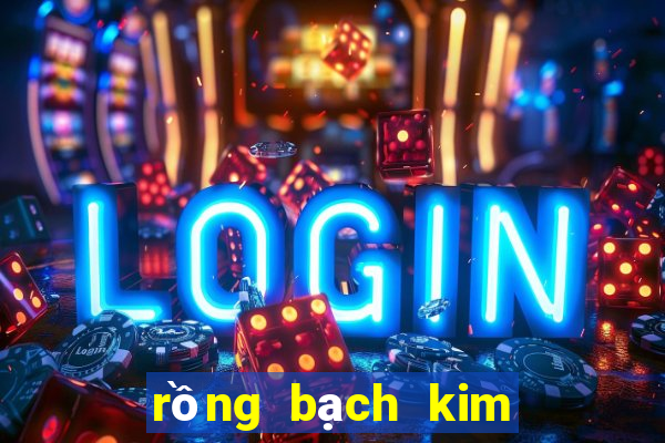 rồng bạch kim miền bắc hôm nay