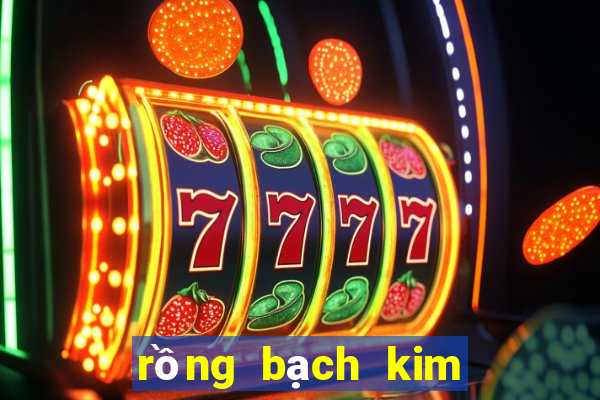 rồng bạch kim miền bắc hôm nay