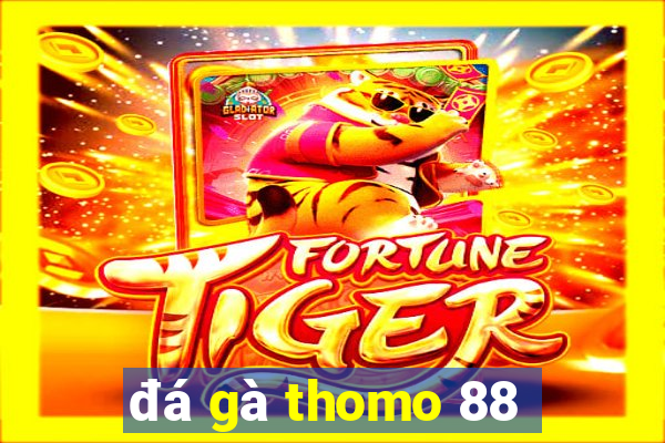 đá gà thomo 88