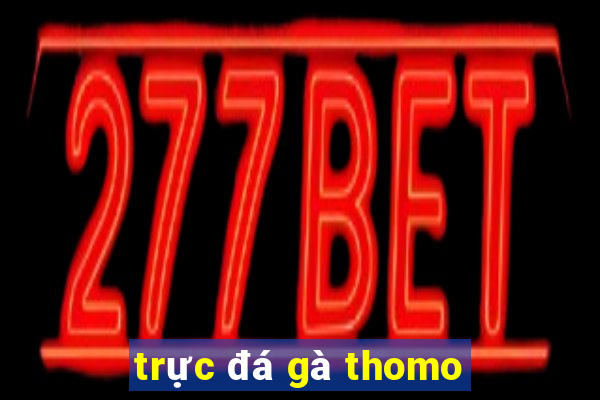 trực đá gà thomo