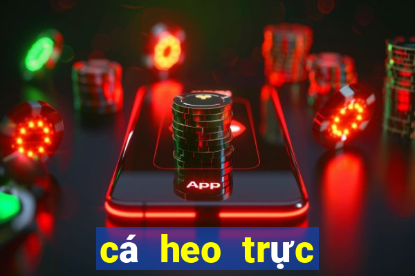 cá heo trực tiếp bóng đá