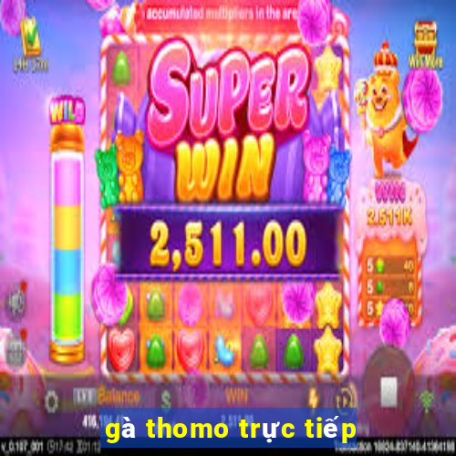 gà thomo trực tiếp