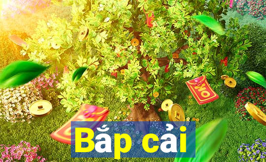 Bắp cải