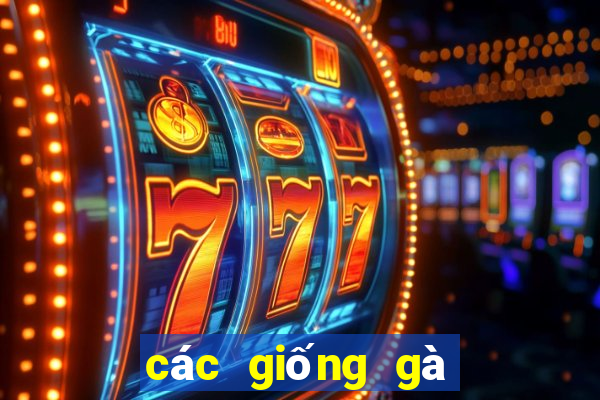 các giống gà đá trên thế giới